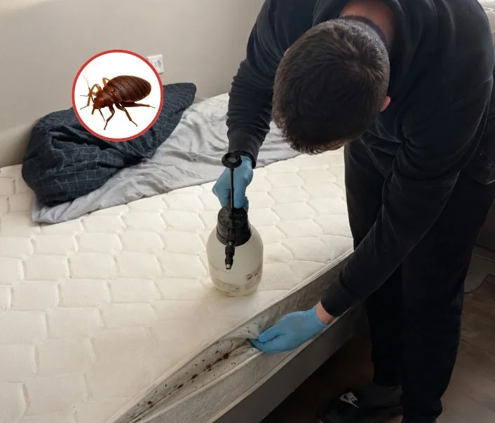 Technicien traitant un matelas contre les punaises de lit à Avon